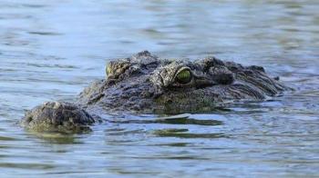 Seorang Remaja Kuansing Selamat Dari Serangan Predator Buaya